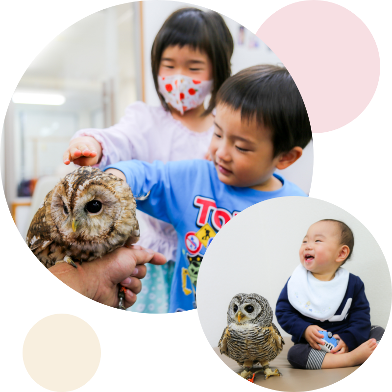 鳥さんと一緒に撮影しよう 写真館ピノキオ コーポレートサイト 鳥さんと一緒に撮影しよう 写真館ピノキオ コーポレートサイト
